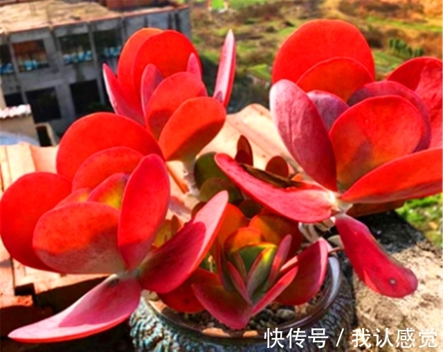 温差|多肉唐印最省心,随便砍一刀,轻松长爆盆,红红火火超喜庆