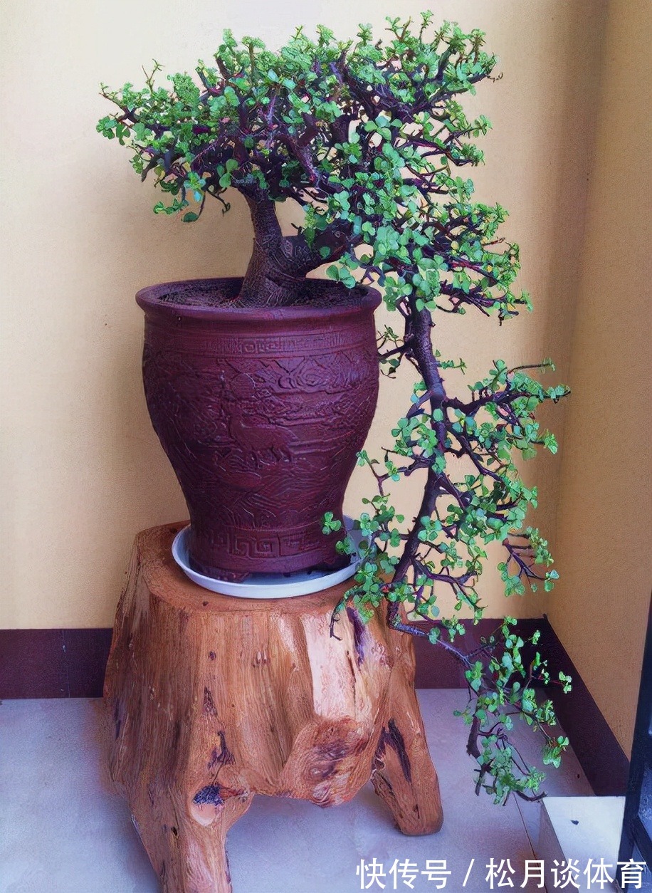 金枝玉叶|公认好养的5种花,能活一百年,开花吉利带仙气,越养越值钱