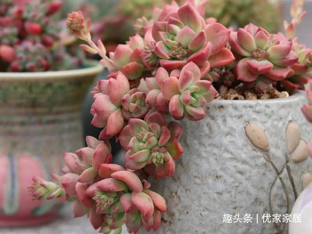 白牡丹|公认的叶插能力很强的10种多肉,新手放心养,轻松变成多肉大户