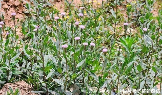 野草|1种最被低估的野菜，曾是穷人“救命菜”，如今沦为杂草