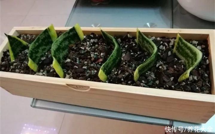 生根|6种花夏天扦插，枝条剁8段、撒土里，3岁小孩都能插活