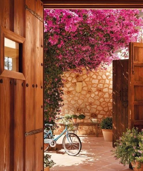 盆景|三角梅养成盆景又美又飒，爬成花墙热情浪漫，爆花成球秘诀在这