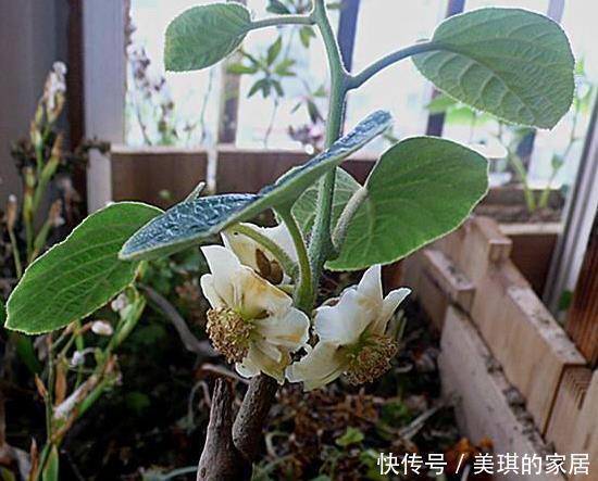 此两种水果种阳台,一根枝条就能种,果子多的压弯枝,想吃就摘