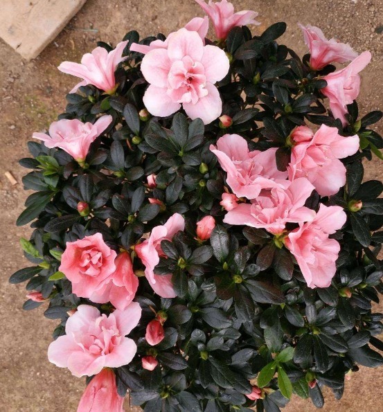 新手养杜鹃花，得掌握好“诀窍”，之后才能年年开花，叶片油旺