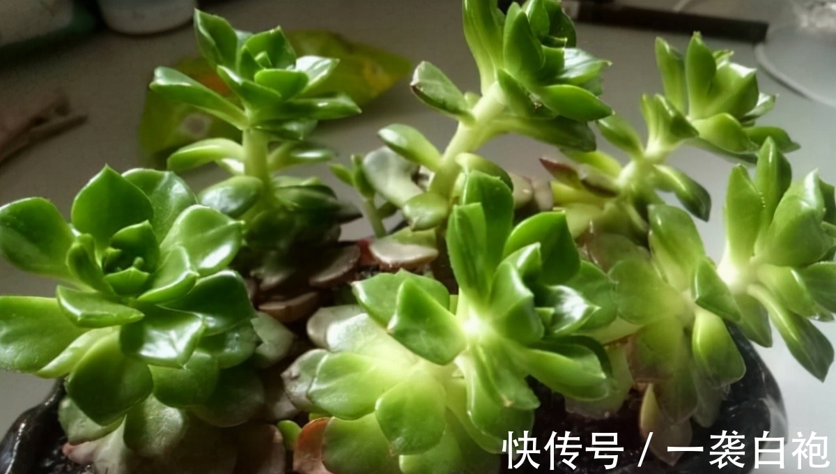 浇水|寒冷的冬季怎么把多肉蒂亚养得白白胖胖?从这3点入手