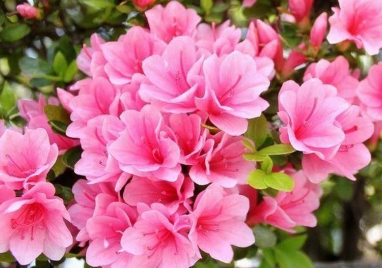 超漂亮的花卉,沾土就活,四季开花不断,阳台变成小花园