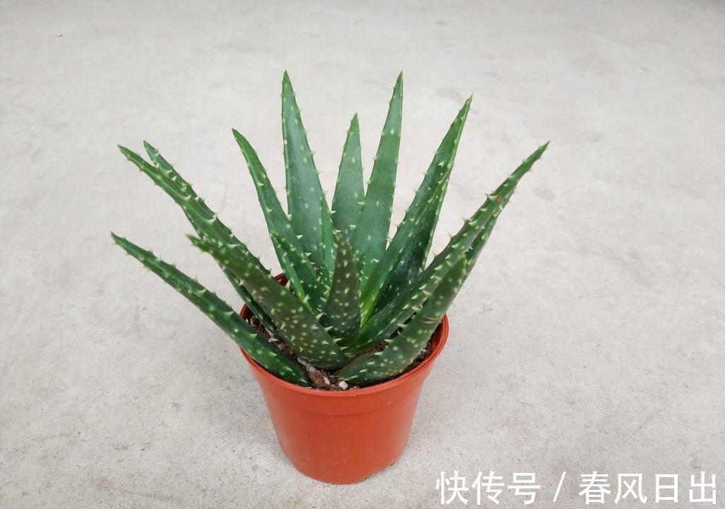 芦荟有什么用途？养护存在哪些方法技巧？