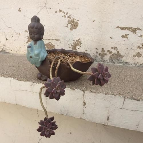 对普货姬胧月情有独钟,叶插好多盆,紫红色的状态真是太美了