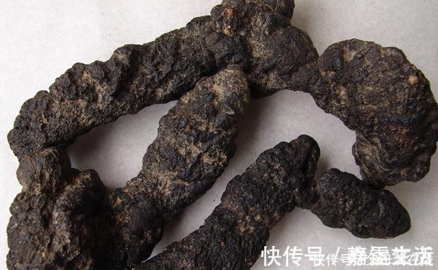 猪苓|有一味中药取名不太雅，善于利水祛湿，去湿气诸药“无如此快”