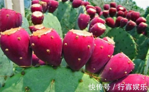 清热解毒|女性不妨多吃4种食物,补充营养、滋补身体,有益健康