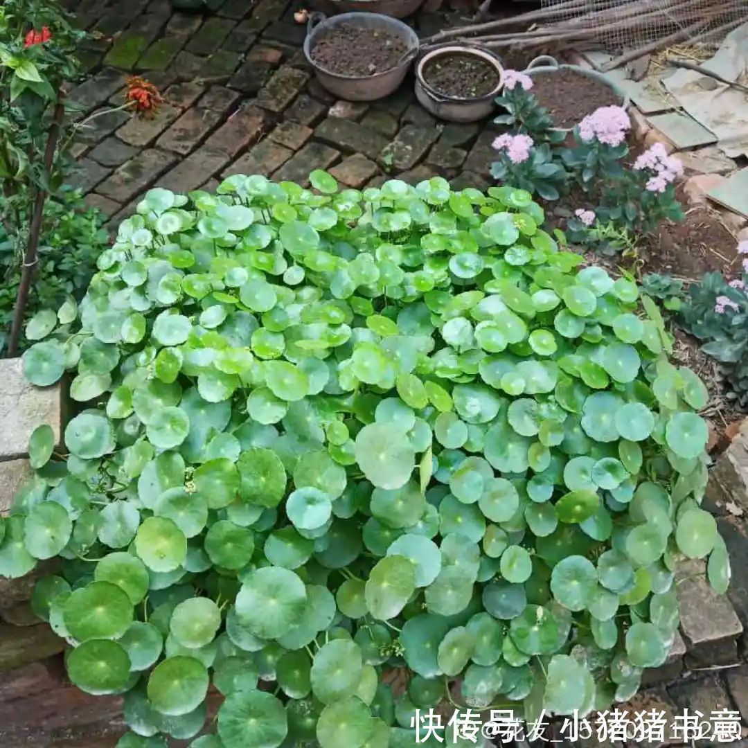 超好养的18种植物,第一名竟然是它!绿萝只能排倒数