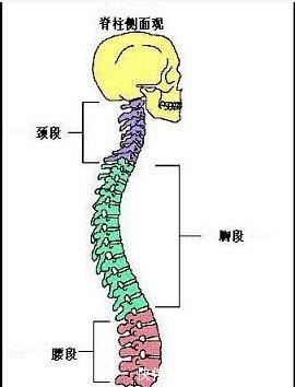 关节|瑜伽人须知的6个解剖学术语，附12个站立体式解剖图！