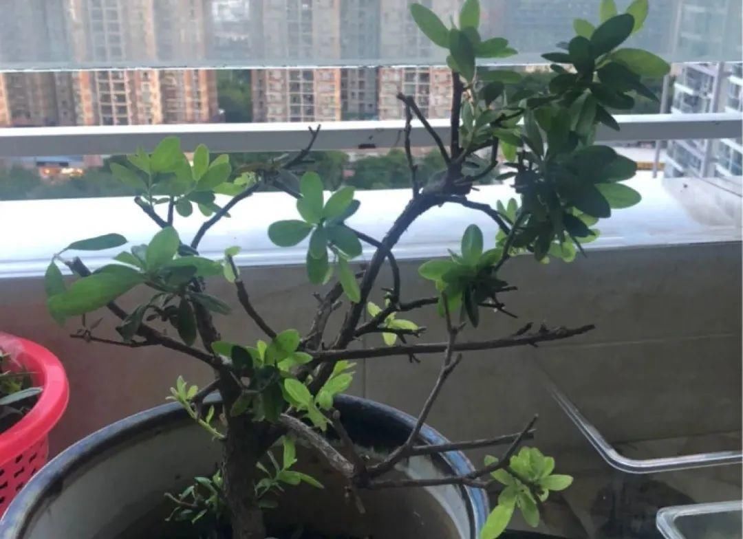 浇水|警惕秋老虎，别让你的花，度过夏天，却死在秋天