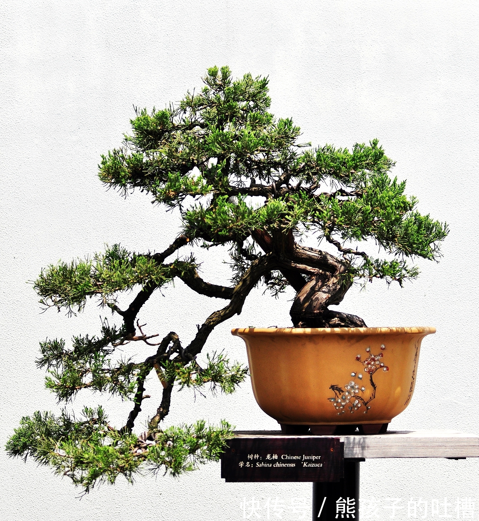 DIY树桩盆景的制作流程和养护事项