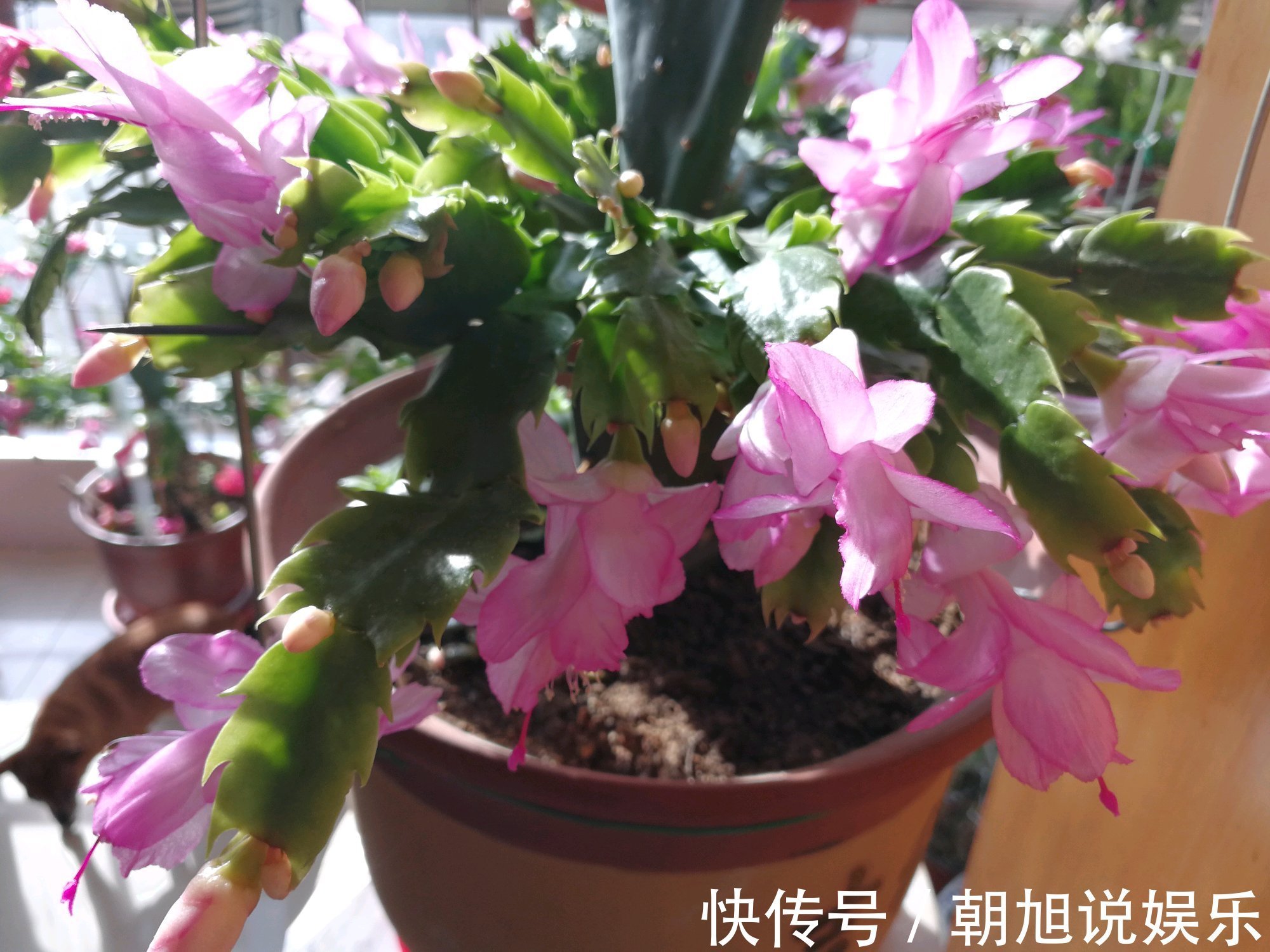 长势|仙人掌嫁接蟹爪兰,做不到4点,徒劳无功,嫁接一盆坏一盆