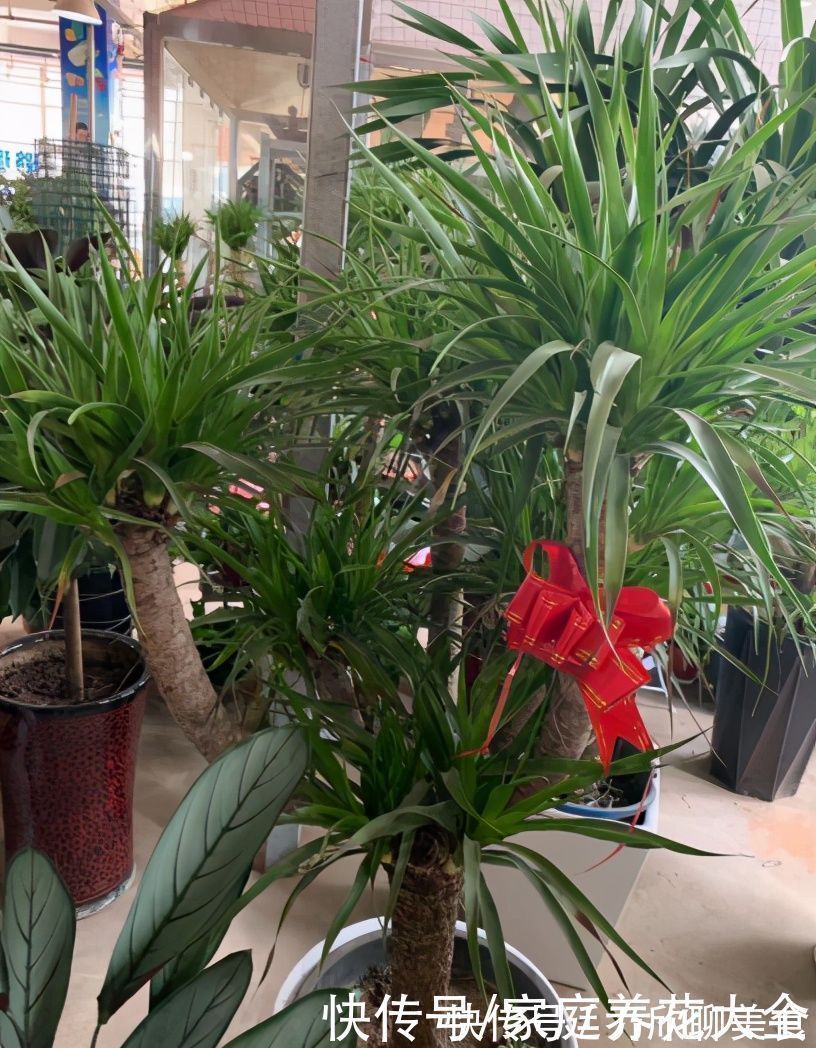 土壤|“它”真是个寿星老、养护得当、活上几十年那是小意思