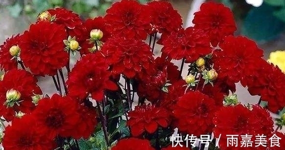 大家见过紫红色的菊花吗?具有淡淡的巧克力香气,观赏性价值极高