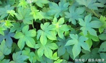 农村最常见的野菜,每天吃一点,咳嗽好了,煮