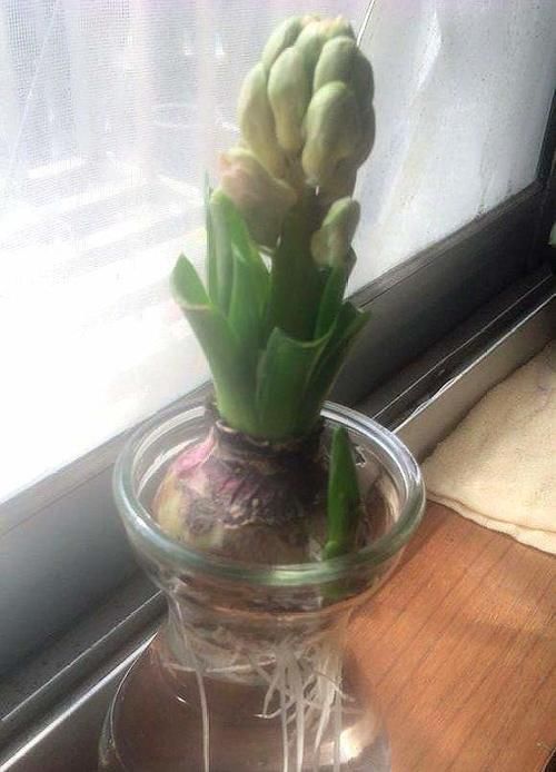 这几种花开完花后直接扔了吧,继续养意义不大