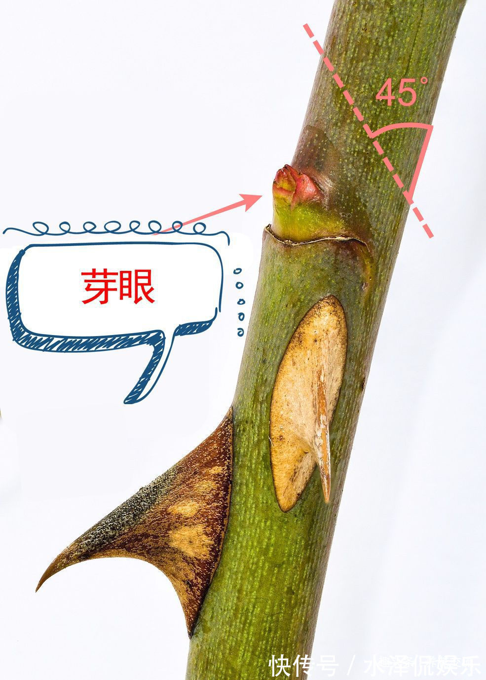 月季花|每年剪几次，喷点药，月季可保持经常开花，不怕黄叶和感染病虫害