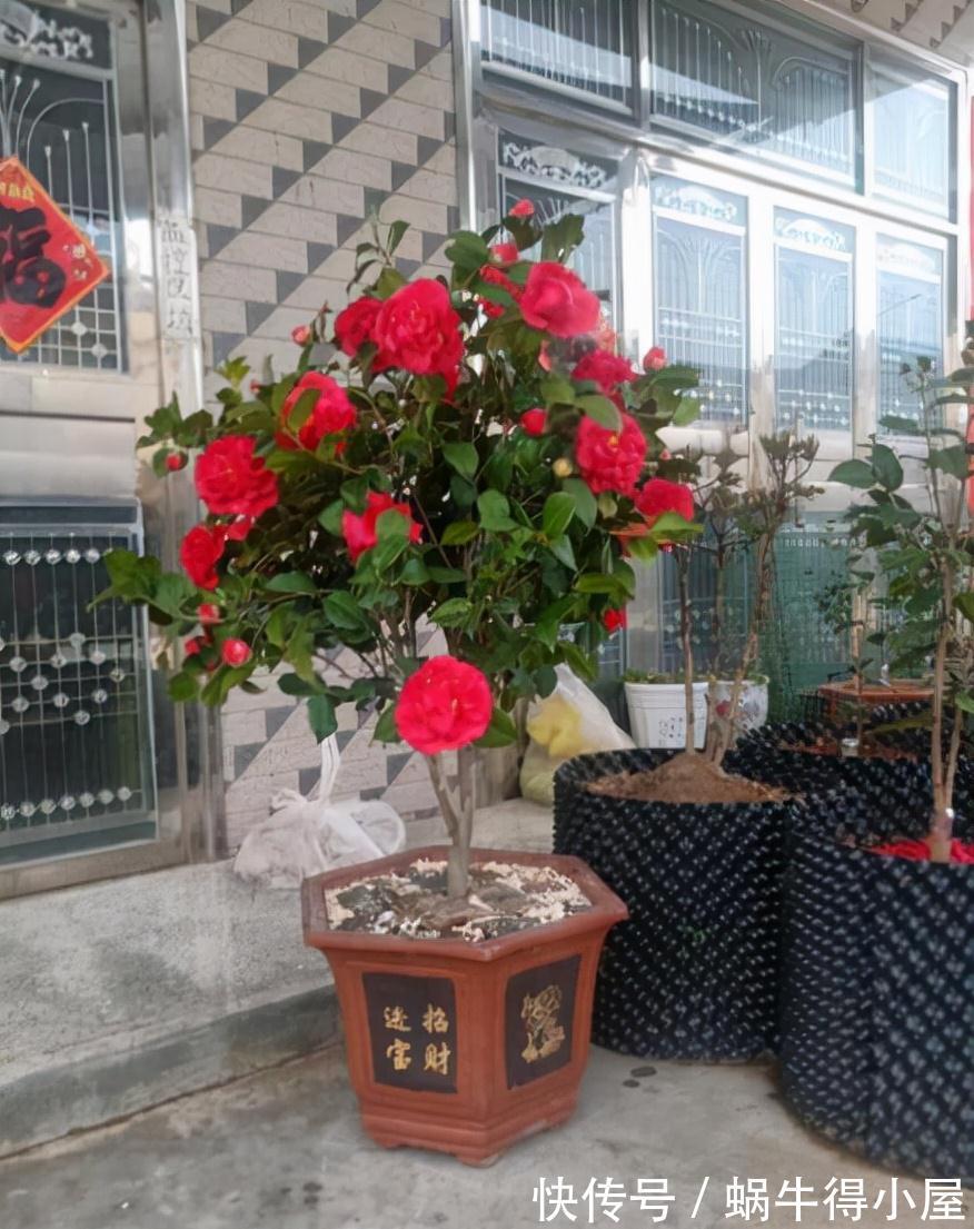 克瑞墨大牡丹|此花比牡丹还美,皮实好养开花艳,一开就是大半年,适合新手