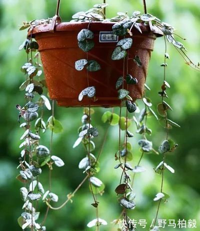 叶子|这种多肉吊起来养,所谓像一串串葡萄一样,美爆了
