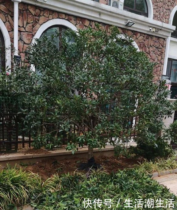 50年的桂花树，卖了5万块钱，大家觉得值吗！