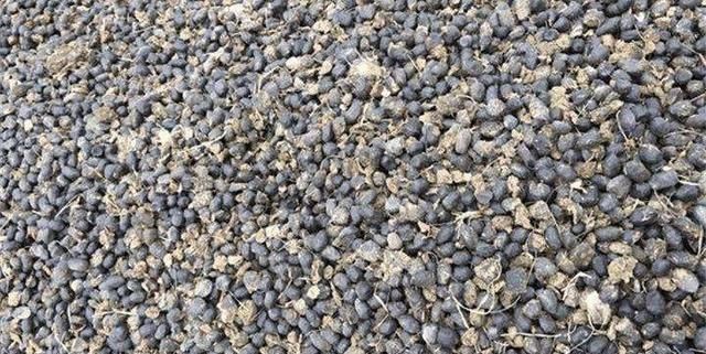 种植|农村太多养花宝贝了这2种好找又实用,回去捡一麻袋