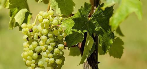 失眠|失眠的“克星”终于找到,泡水时加一些,睡得香白天精神好