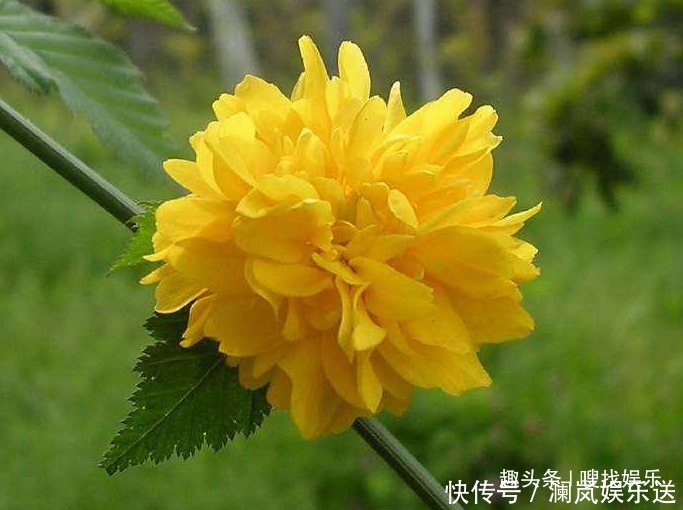 小白|此花花姿优美,花开时满树金黄色的花朵极其耀眼夺目,寓意为高贵