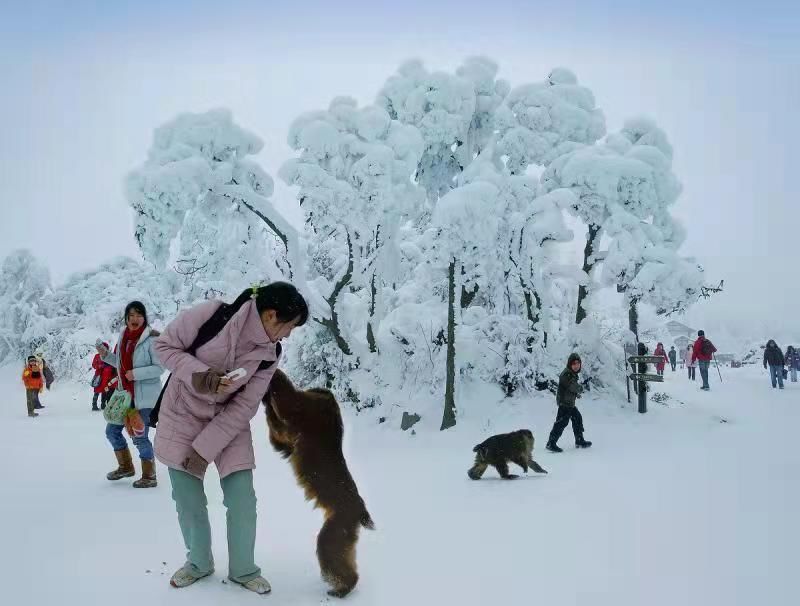 只有峨眉山|峨眉山12月15日起执行淡季票价110元/人，冰雪温泉节12月18日开启