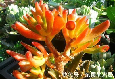 吸财树休眠过后，做好四点，养出好状态也不难