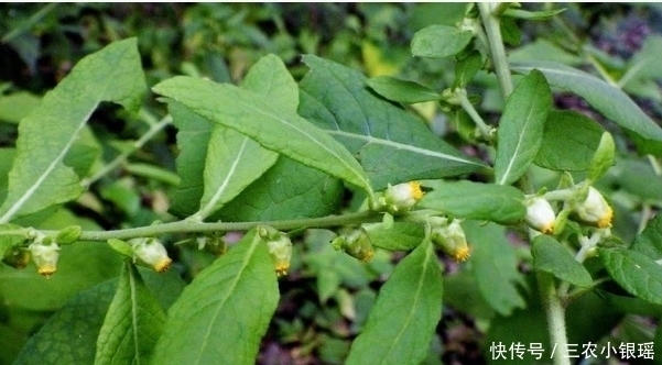 癞头草|此野草,嚼2片叶子可治牙痛,人称“癞头草”,可别拿去喂猪了