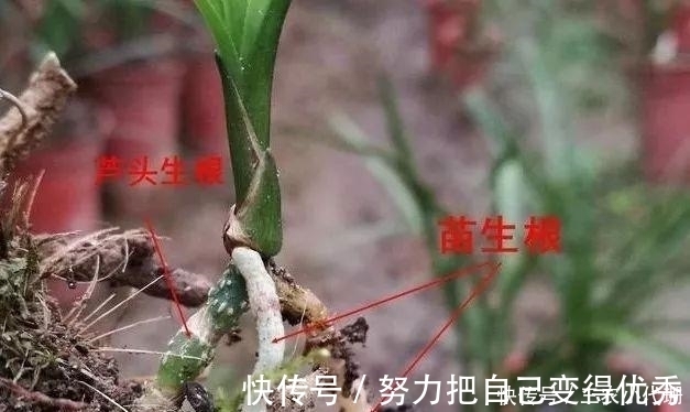 雨水|内炼一口气，不接触土壤都能生根，兰花原来是这么生长的