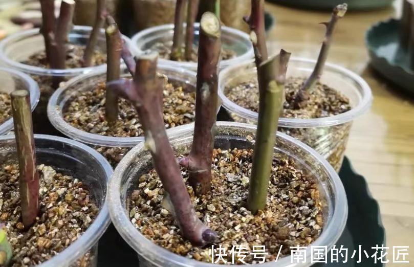 花卉|适合秋季扦插的4种花,掌握住方法,成活率比其他季节高得多