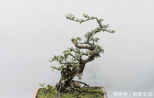 整体造型|盆景树木叶片太大,3个控叶技巧,让叶片变小,尽显古朴苍老,不学可惜了