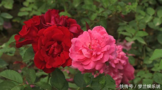 月季“扦插”活不了?老花友教你方法,枝条就能活