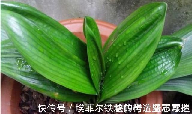 君子兰叶子出现褶皱,3个方面没有做好,应及时改正