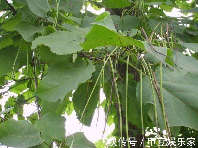 果实|人称“树王”的面条树，果实像豇豆，叶子是上等野菜，治牙疼赞