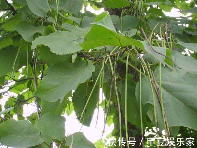 果实|人称“树王”的面条树,果实像豇豆,叶子是上等野菜,治牙疼赞