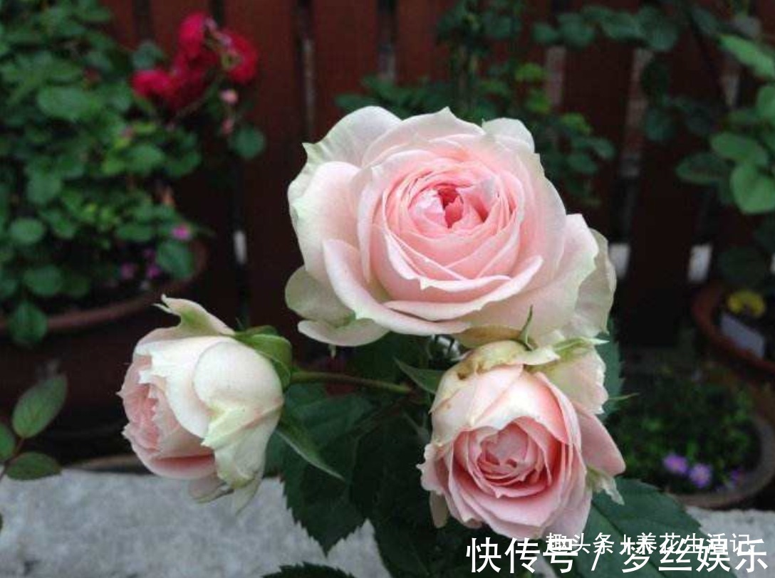 月月|月季花开花少试试这“3种”肥,夏秋开花简单繁多,观赏效果强