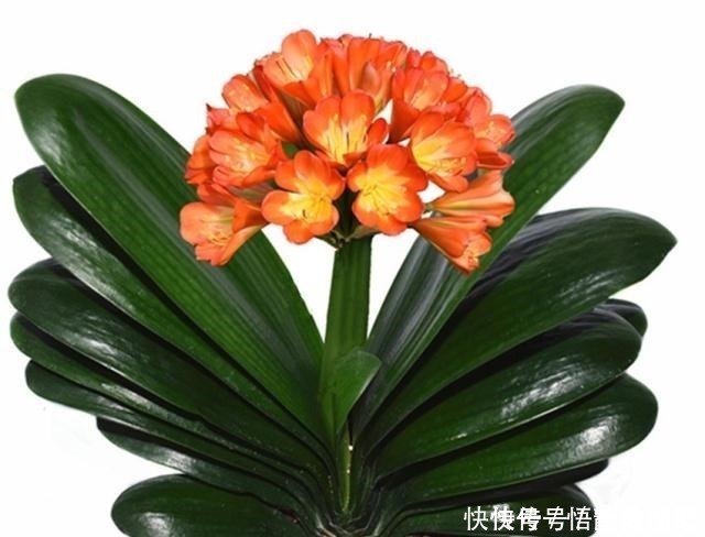 蓖麻籽|一直不生长、不开花的君子兰,他只用了两点,当年就开花几十朵!