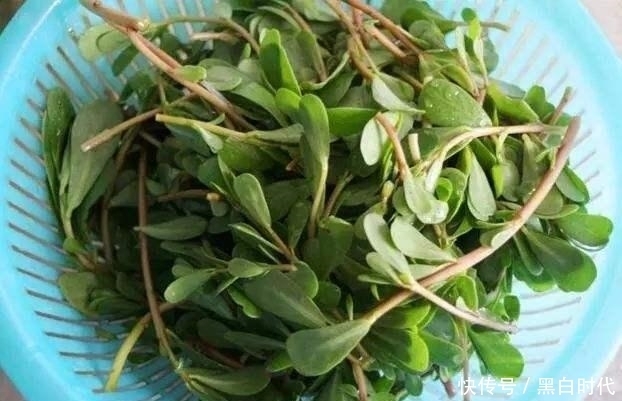 经常用马齿苋煮水喝,4件好事不请自来,从现在开始喝还不晚
