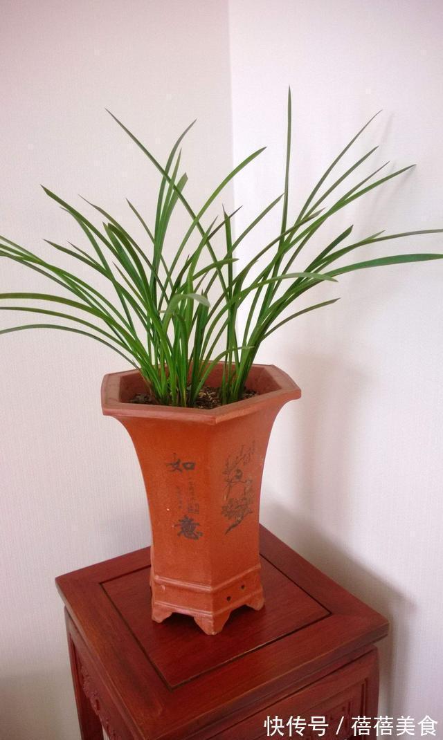 喷雾|家庭养兰花怎么浇水?园艺师教你,其实很多人都浇错了