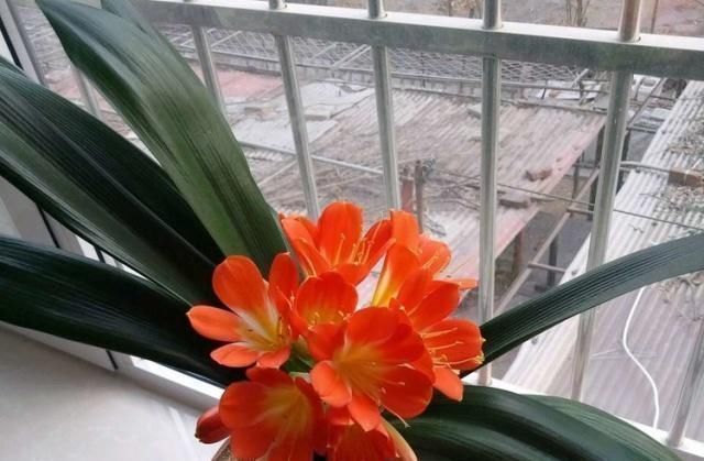 补肥|这种“大补肥”,君子兰最爱吃了,半个月用1次,新芽抽不停