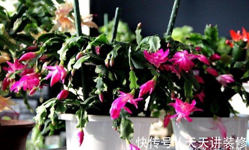 休眠|9月做件事，唤醒蟹爪兰，10月3方法，年底花开爆