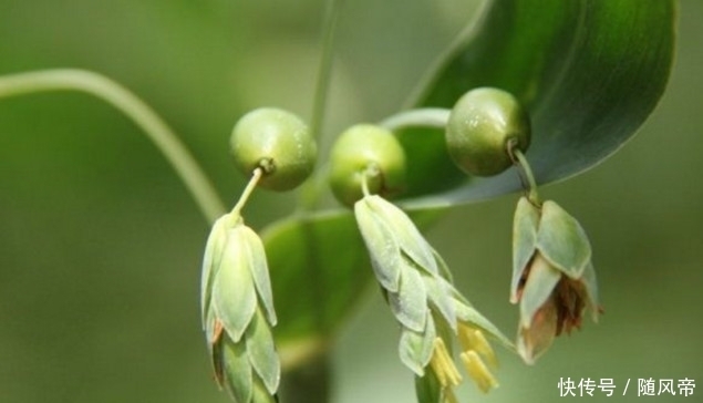 在农村生长的这种“尿珠子”，是小朋友最爱的“珍珠项链”！