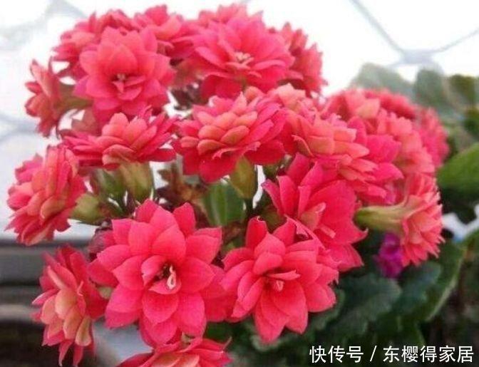 冬天养花,不妨试试此四款花,花开香飘溢满屋