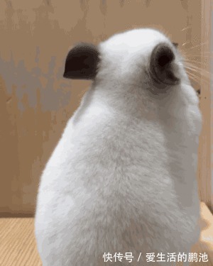 |搞笑GIF:妹子,你是个有才华的人,就是太贪玩了!