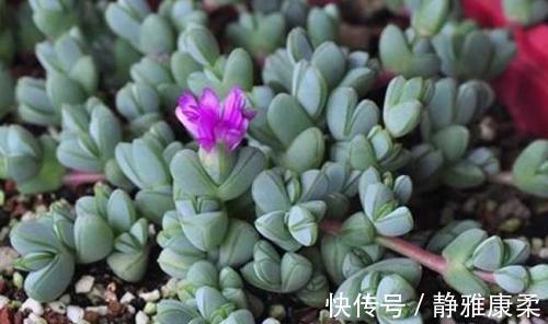 病虫害|公认省心的多肉植物,不生病虫害,好养开花美,适合新手!